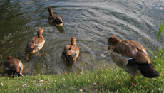 25-Nilgänse-079.jpg